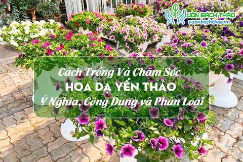 Cách Trồng Và Chăm Sóc Hoa Dạ Yến Thảo, Ý Nghĩa, Công Dụng và Phân Loại