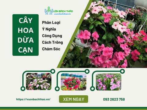Cây Dừa Cạn: Phân Loại, Ý Nghĩa, Công Dụng, Cách Trồng Và Chăm Sóc