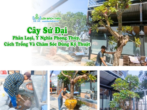 Cây Sứ Đại: Phân Loại, Ý Nghĩa Phong Thủy, Cách Trồng Và Chăm Sóc Đúng Kỹ Thuật