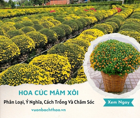 Hoa Cúc Mâm Xôi, Phân Loại, Ý Nghĩa, Cách Trồng Và Chăm Sóc