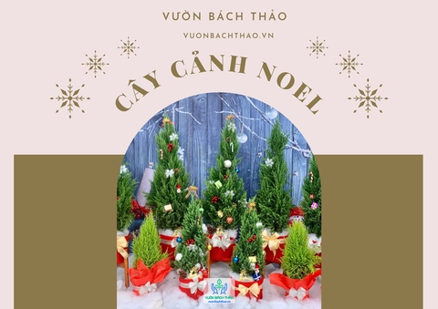 Catalogue Cây Tùng Thông Noel trang trí giáng sinh