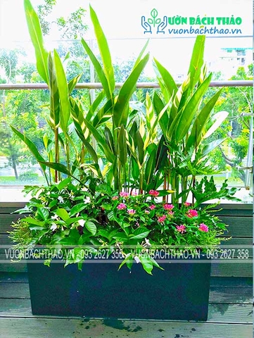 Thiết kế và thi công cảnh quan ban công nhà Cô Mai - Quận 7