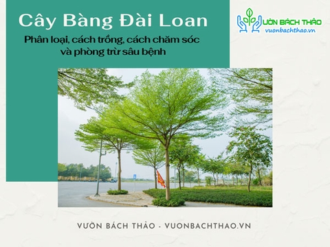 Cây Bàng Đài Loan: Phân loại, cách trồng, cách chăm sóc và phòng trừ sâu bệnh