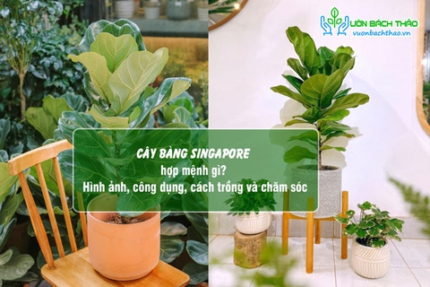 Cây Bàng Singapore hợp mệnh gì? Ý nghĩa, công dụng, cách trồng và chăm sóc