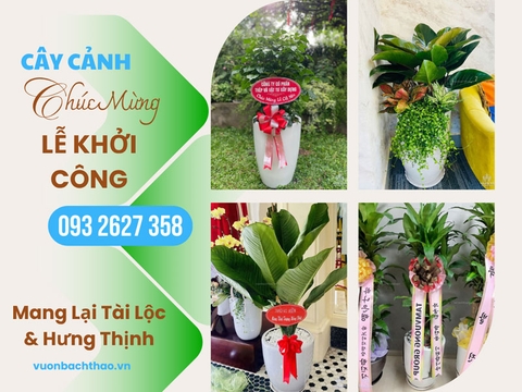 Top 10+ Loài Cây Cảnh Chúc Mừng Lễ Khởi Công Ý Nghĩa Nhất Mang Lại Tài Lộc & Hưng Thịnh