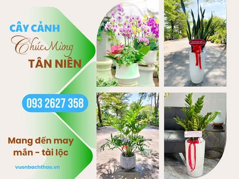 Top 15+ loại cây cảnh chúc mừng tân niên mang nhiều tài lộc, may mắn
