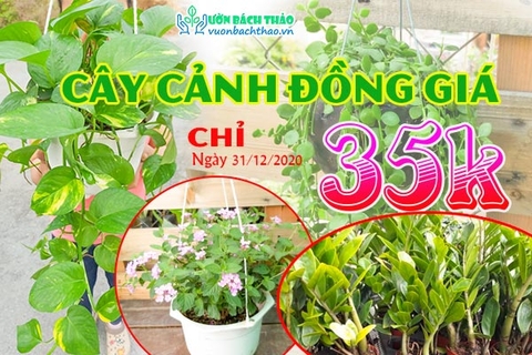 CÂY CẢNH ĐỒNG GIÁ CHỈ 35K