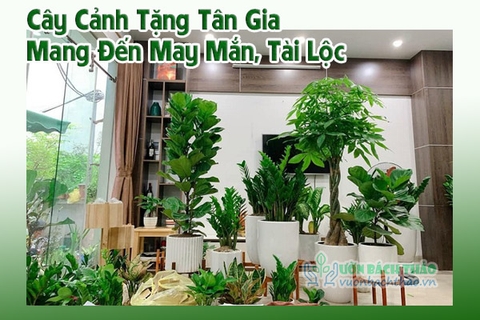 10+ Cây Cảnh Tặng Tân Gia Mang Đến May Mắn, Tài Lộc