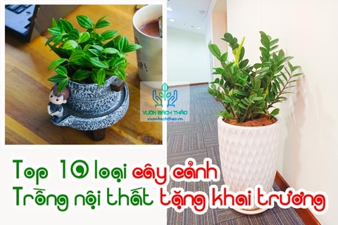 Top 10 loại cây cảnh trồng nội thất tặng khai trương