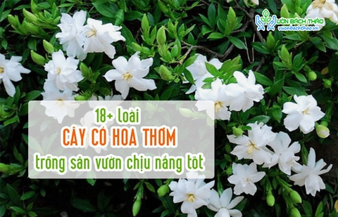 18+ loài cây có hoa thơm trồng sân vườn chịu nắng tốt