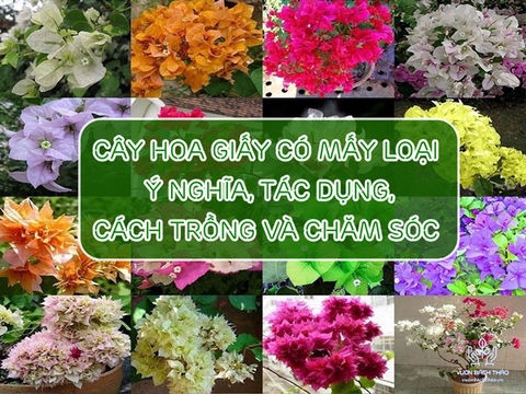 Cây Hoa Giấy Có Mấy Loại,  Ý Nghĩa, Tác Dụng, Cách Trồng Và Chăm Sóc