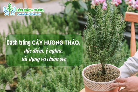 Cách trồng cây hương thảo, đặc điểm, ý nghĩa, tác dụng và chăm sóc
