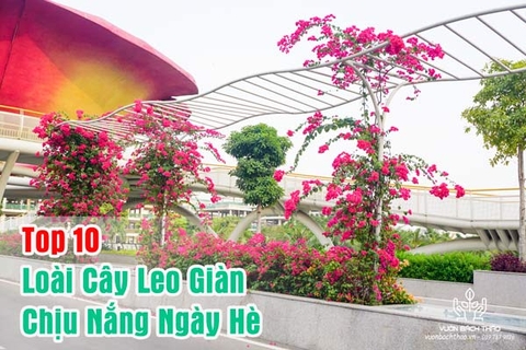 Top 10 Loài Cây Leo Giàn Chịu Nắng Ngày Hè