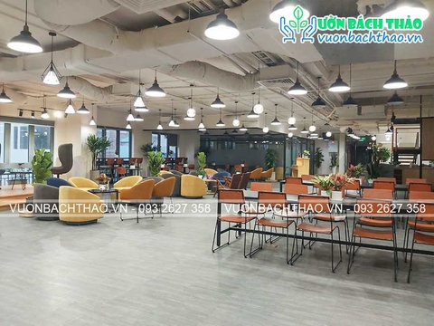 Cung cấp chậu đá mài và cây xanh nội thất văn phòng cho thuê - Quận 1