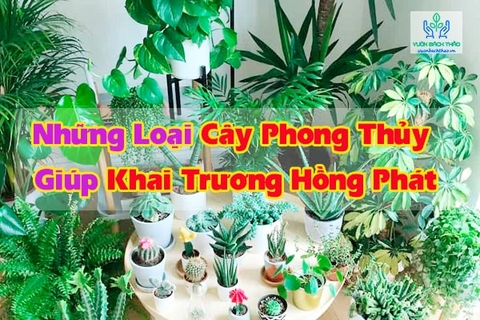 Những loại cây phong thủy giúp khai trương hồng phát