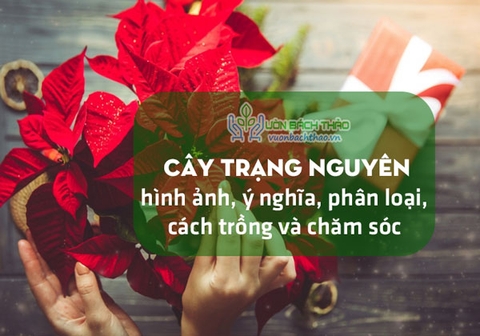Cây Trạng Nguyên, hình ảnh, ý nghĩa, phân loại, cách trồng và chăm sóc