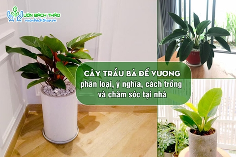 Cây Trầu Bà Đế Vương, phân loại, ý nghĩa, cách trồng và chăm sóc tại nhà