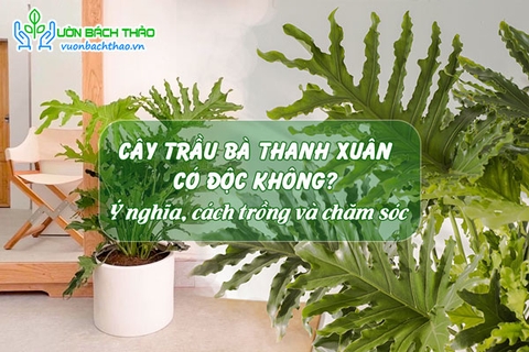 Cây trầu bà thanh xuân có độc không? Ý nghĩa, cách trồng và chăm sóc