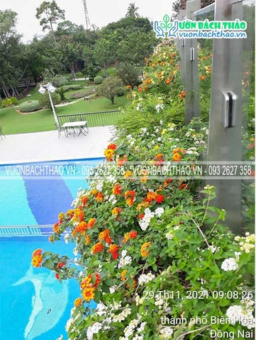 Thi công và Bảo dưỡng cảnh quan sân thượng nhà anh Chung - Đồng Nai