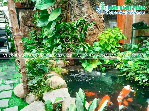 Chăm sóc bảo dưỡng và cải tạo cảnh quan Nhà hàng Maison - Quận 7