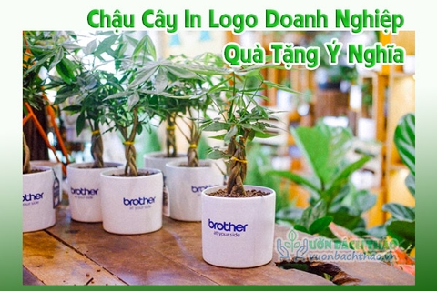 Chậu Cây In Logo Doanh Nghiệp Quà Tặng Ý Nghĩa