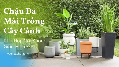 Chậu Đá Mài Trồng Cây Cảnh Phù Hợp Với Không Gian Hiện Đại