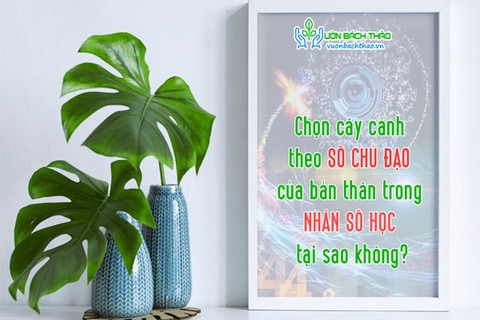 Chọn cây cảnh theo số chủ đạo của bản thân trong nhân số học, tại sao không?