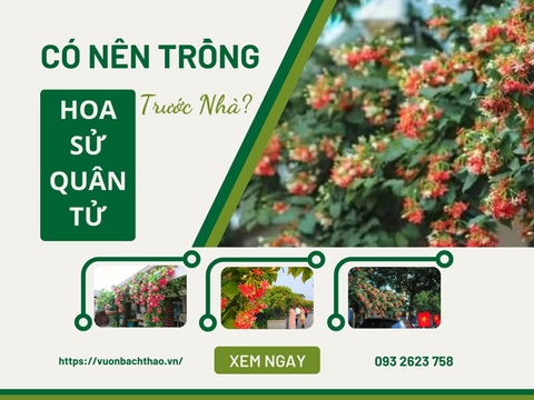 Có Nên Trồng Hoa Sử Quân Tử Trước Nhà, Cách Nhân Giống, Trồng Và Chăm Sóc