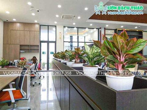 Cung cấp cây nội thất văn phòng Tập đoàn Trần Anh - Long An