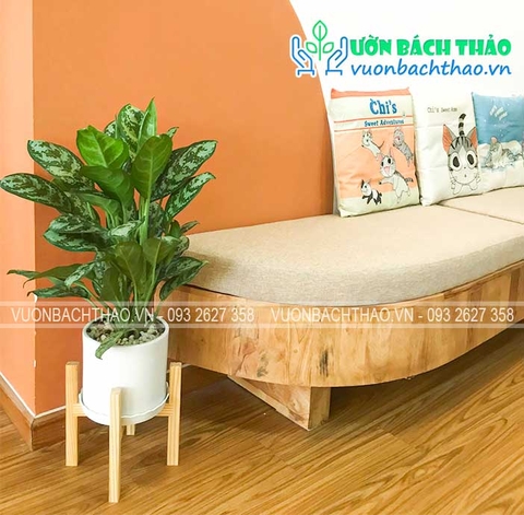 Cung cấp cây nội thất và cây để bàn cho văn phòng Chị Chi - Tp.Thủ Đức