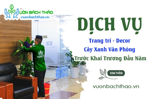Dịch Vụ Trang Trí Văn Phòng Với Cây Xanh Trước Khai Trương Đầu Năm Tại TP.HCM
