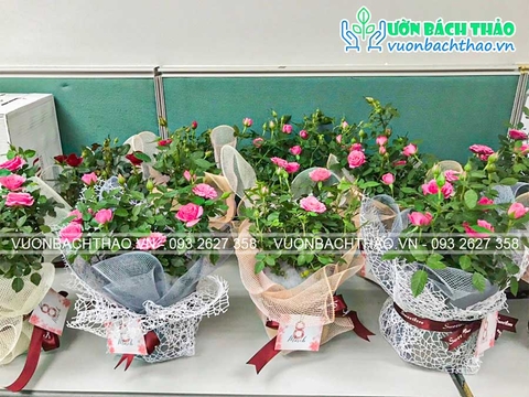 Cung cấp hoa hồng tặng phái đẹp nhân ngày 8.3 - Parkson
