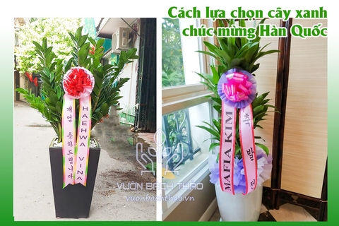 Cách lựa chọn cây xanh chúc mừng Hàn Quốc