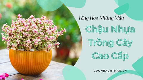 Tổng Hợp Những Mẫu Chậu Nhựa Trồng Cây Cao Cấp Hot Nhất Thị Trường Hiện Nay