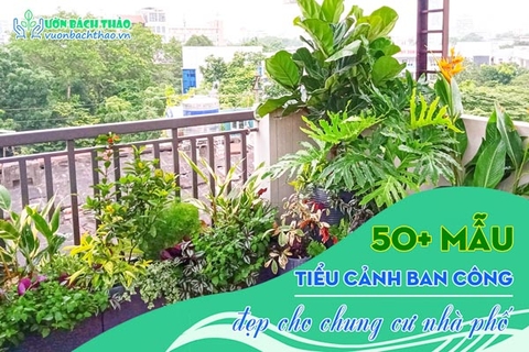 50+ mẫu tiểu cảnh ban công đẹp cho chung cư nhà phố