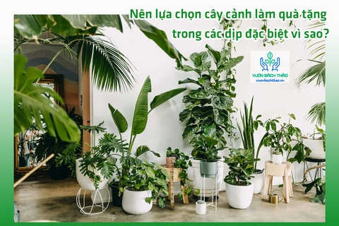 Nên lựa chọn cây cảnh làm quà tặng trong các dịp đặc biệt vì sao?
