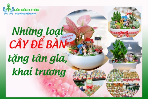 Top những loại cây để bàn tặng tân gia ý nghĩa nhất