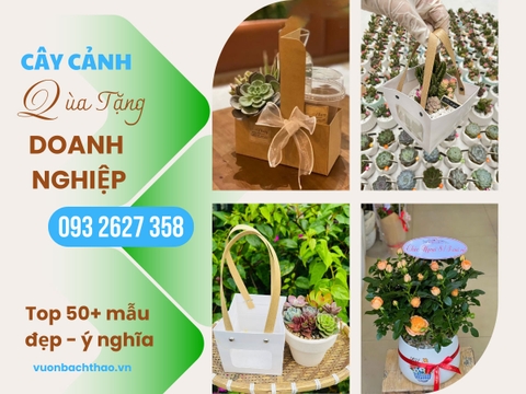 Top 50+ Mẫu Cây Xanh Mini Qùa Tặng Doanh Nghiệp, Sự Kiện Ý Nghĩa