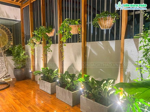 Thi công cây cảnh nội thất - vườn rau sân thượng _ Quận7