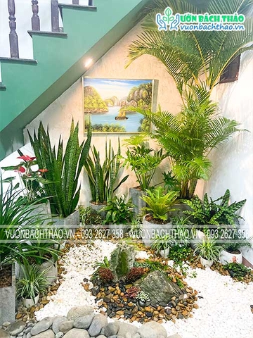 Thi công và bảo dưỡng cây xanh nội thất - văn phòng