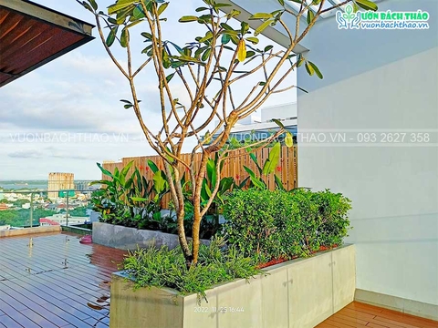 Thi công cảnh quan sân thượng _ Quận 7