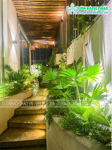 Thiết kế thi công cảnh quan biệt thự nhà phố