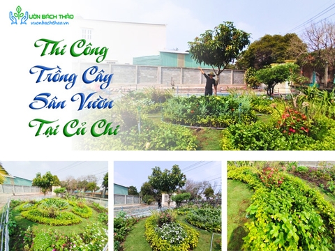 Thi Công Trồng Cây Sân Vườn Tại Củ Chi