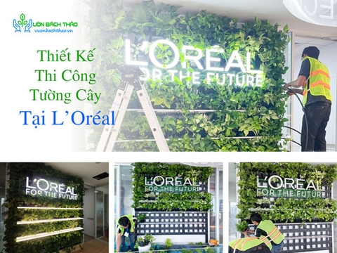Thiết Kế Thi Công Tường Cây Tại L'Oréal