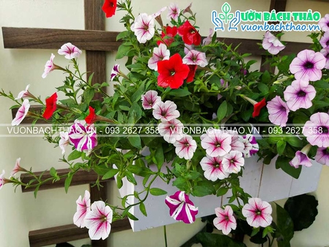 Ban công nhà Chị Phương - Quận 10