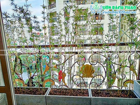Thi công cảnh quan ban công nhà chị Trang - Parkson Flemington _ Quận 11