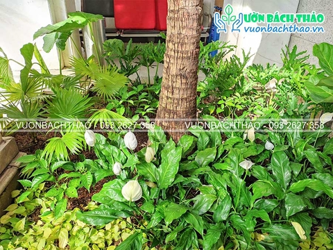 Thiết kế cải tạo cảnh quan khuôn viên nhà Chị Trúc Quỳnh - Quận 3