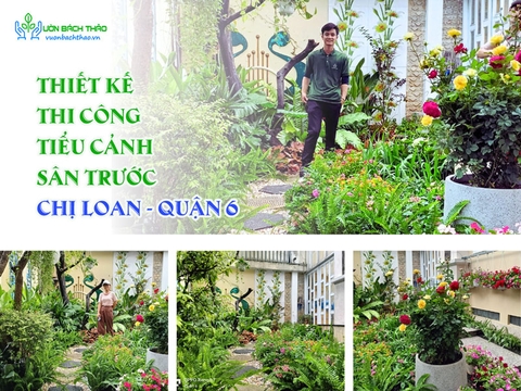 Thiết Kế Thi Công Tiểu Cảnh Sân Trước Chị Loan - Quận 6