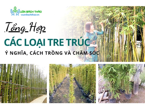 Phân Biệt Các Loại Cây Tre Trúc Trồng Sân Vườn, Ý Nghĩa, Cách Trồng Và Chăm Sóc