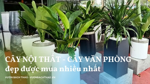 Tổng hợp mẫu cây nội thất cây văn phòng đẹp được mua nhiều nhất